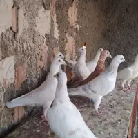 کاغذی پرشی مصری ماده