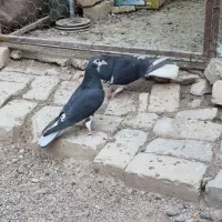 کبوتر
