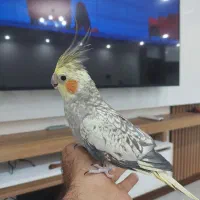 پرنده