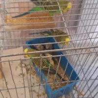 جوجه