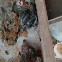 جوجه سرلاکی سالم و سرحال