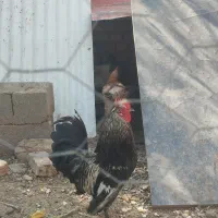 خروس پاپر