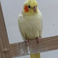 عروس هلندی مف قو د شده