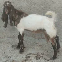 بز نر