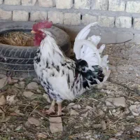 خروس گلین