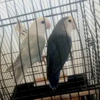 طولی بریزلی نروماده