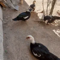 اردک،مرغابی