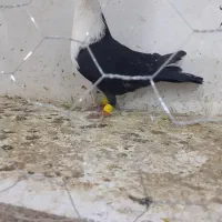 کرباتی سیاه