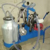 شیر دوش گاو