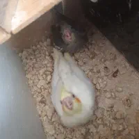 جفت عروس هلندی با جوجه