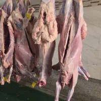 گوشت تعاونی گوسفند گوساله
