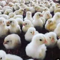 درجه یک ضمانتی جوجه راس آمل