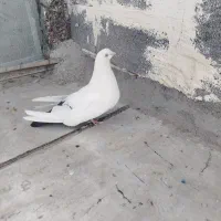 ماده دمبی نسل قدیم