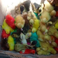 جوجه های یک روزه