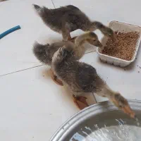 غازبزرگ وکوچک