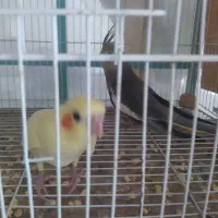 عروس هلندی