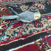 عروس هلندی نر