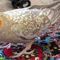 عروس هلندی ماده بالغ