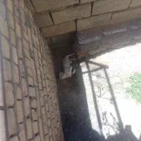 پاپی