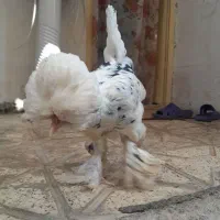 مرغ خروس