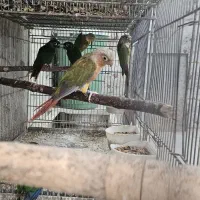 گرینچیک و راهب
