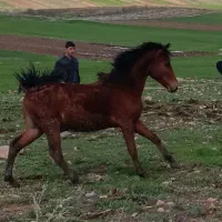 اسب|اسب و تجهیزات اسب‌سواری|روانسر, |دیوار