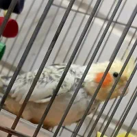 بدون قفس