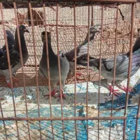 چنتا کبوتر فروشی