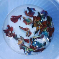 انواع فایتر و ماهی آکواریومی و تجهیزات