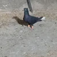 کبوتر