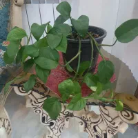گل ناز ،پتوس و گل برگ بیدی ارغوانی زیبا