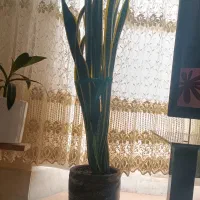 گل سانسوریا