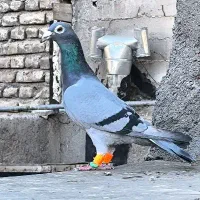 دوتا ماده آلمانی عطیقه