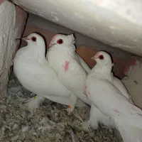 قرمز گوز