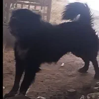 واگذاری قدرجونی نر گله ای نگهبان