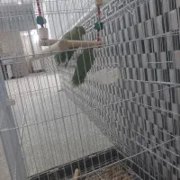 طوطی ملنگو