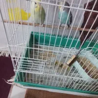 مورغ عش تخم گزار