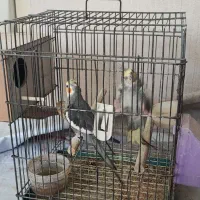 عروس هلندی جفت مولد