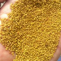 بذر یونجه اصلاح شده از نوع درجه یک