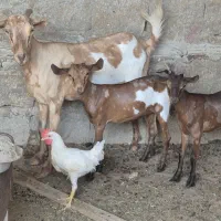 کهره جمولی