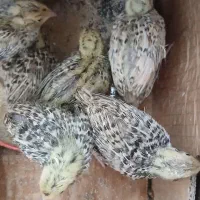 بلدرچین ۱۵ روزه