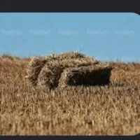 علوفه (خالوار ،کاه گندم ،پرس