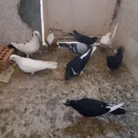 ۱۰ عدد کفتر نر ضد خوردی