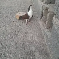 کفتر طاغدوم