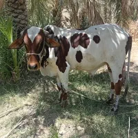 گاو نر|حیوانات مزرعه|فنوج, |دیوار