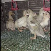 جوجه اردک کال گرید A
