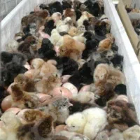 جوجه بومی
