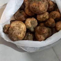 دنبلان کوهی