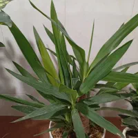 گلدون گل آپارتمانی