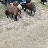 گوسفند مناسب